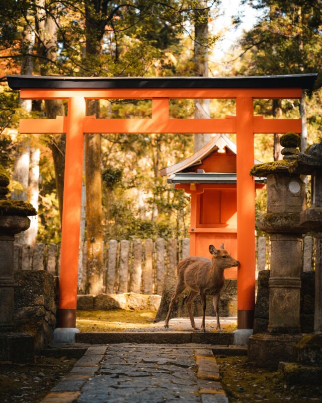 Nara torii with deer