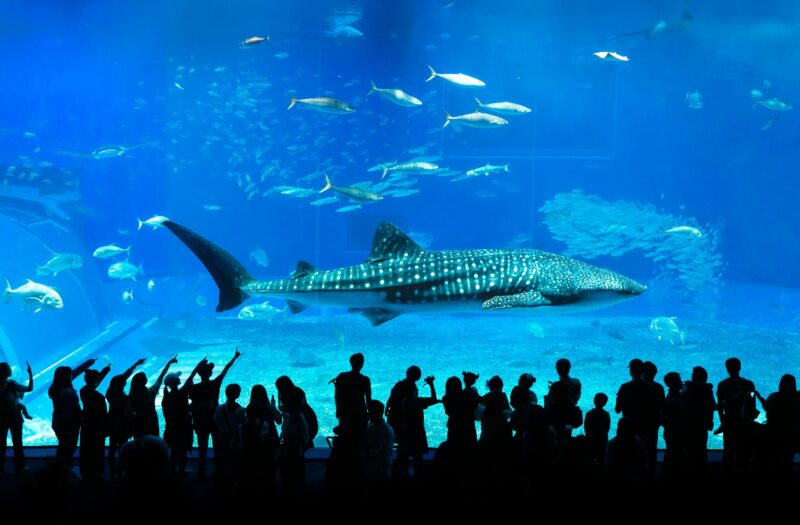 Okinawa aquarium Churaium