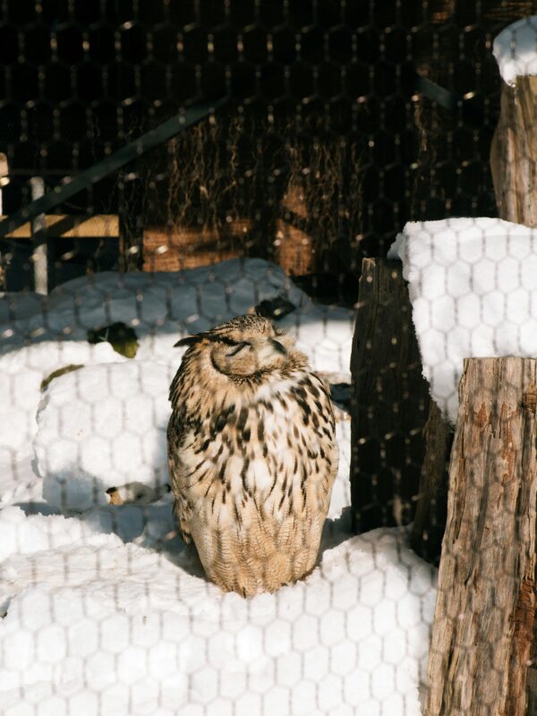 Asahiyama Zoo hokkaido