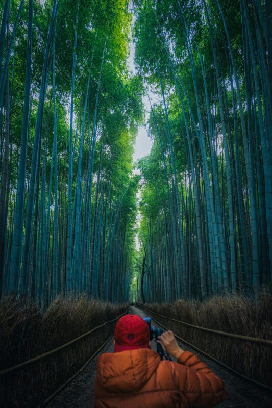 arashiyama kyoto bamboo forest