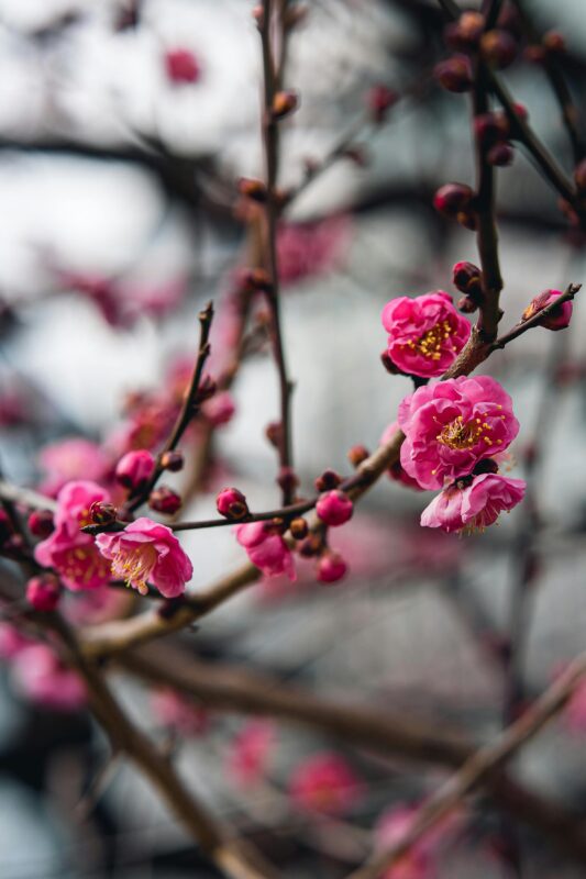 japanese plum tree in spring
